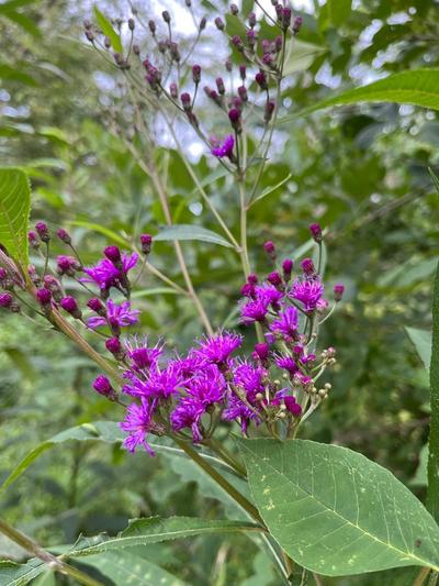 Close-up of Tall Ironweed