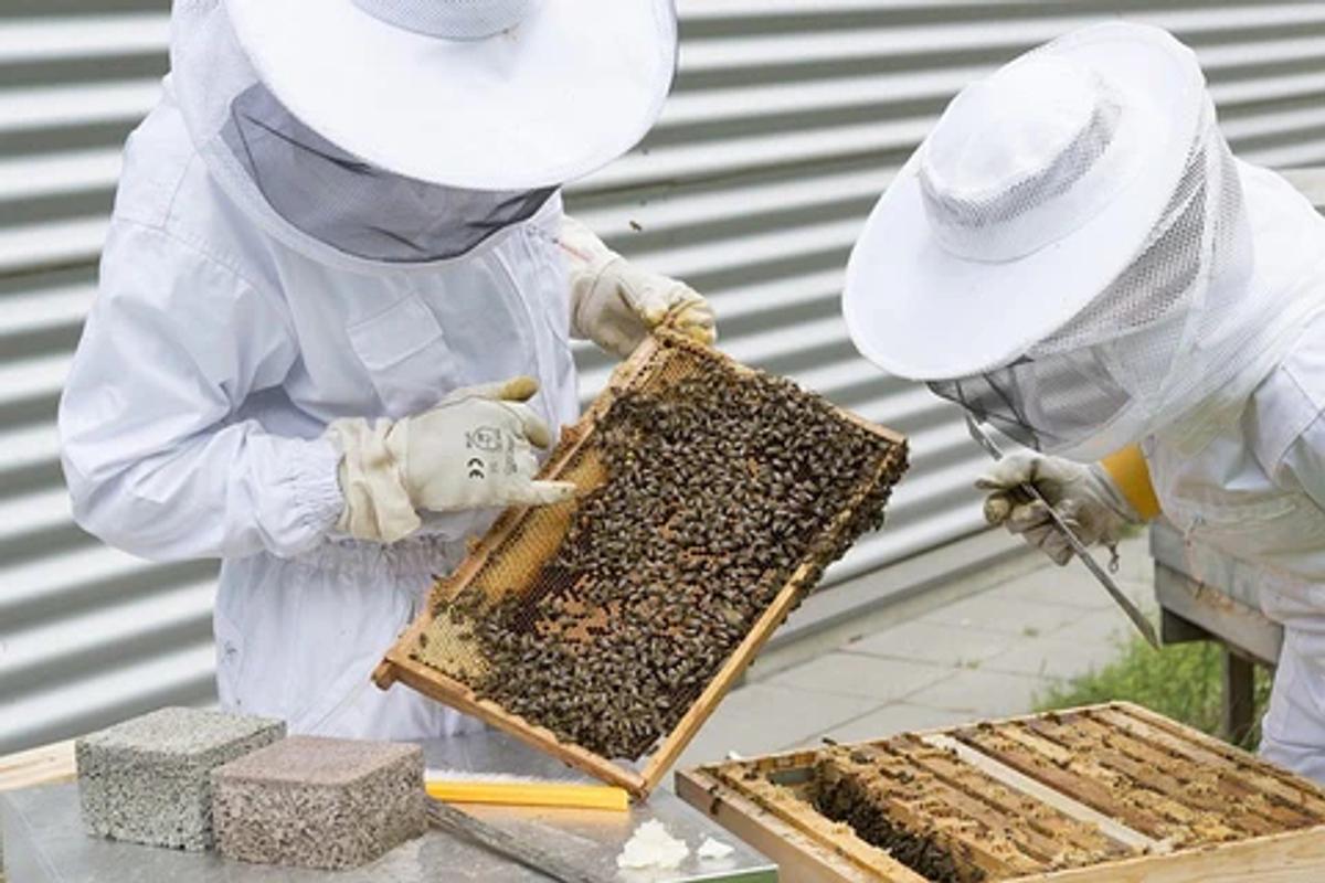 beekeepers inspecting a honey bee hive