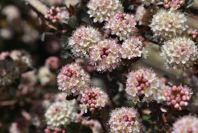 Close-up of Tiny Wine Ninebark