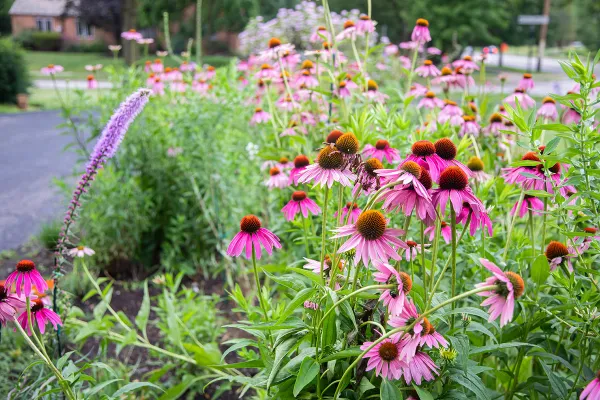 A native plant flower bed