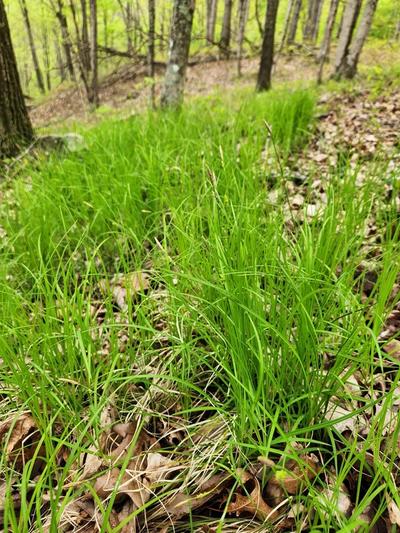 Close-up of Pretty Sedge