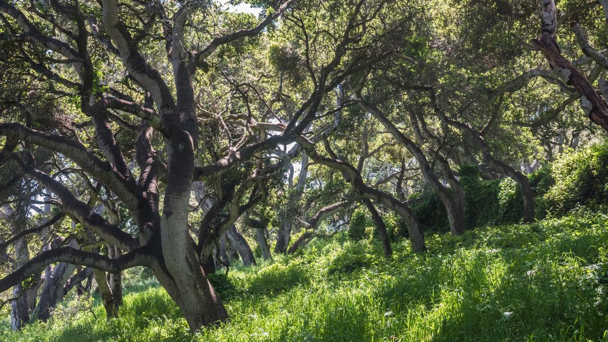 Coast live oak tree forest