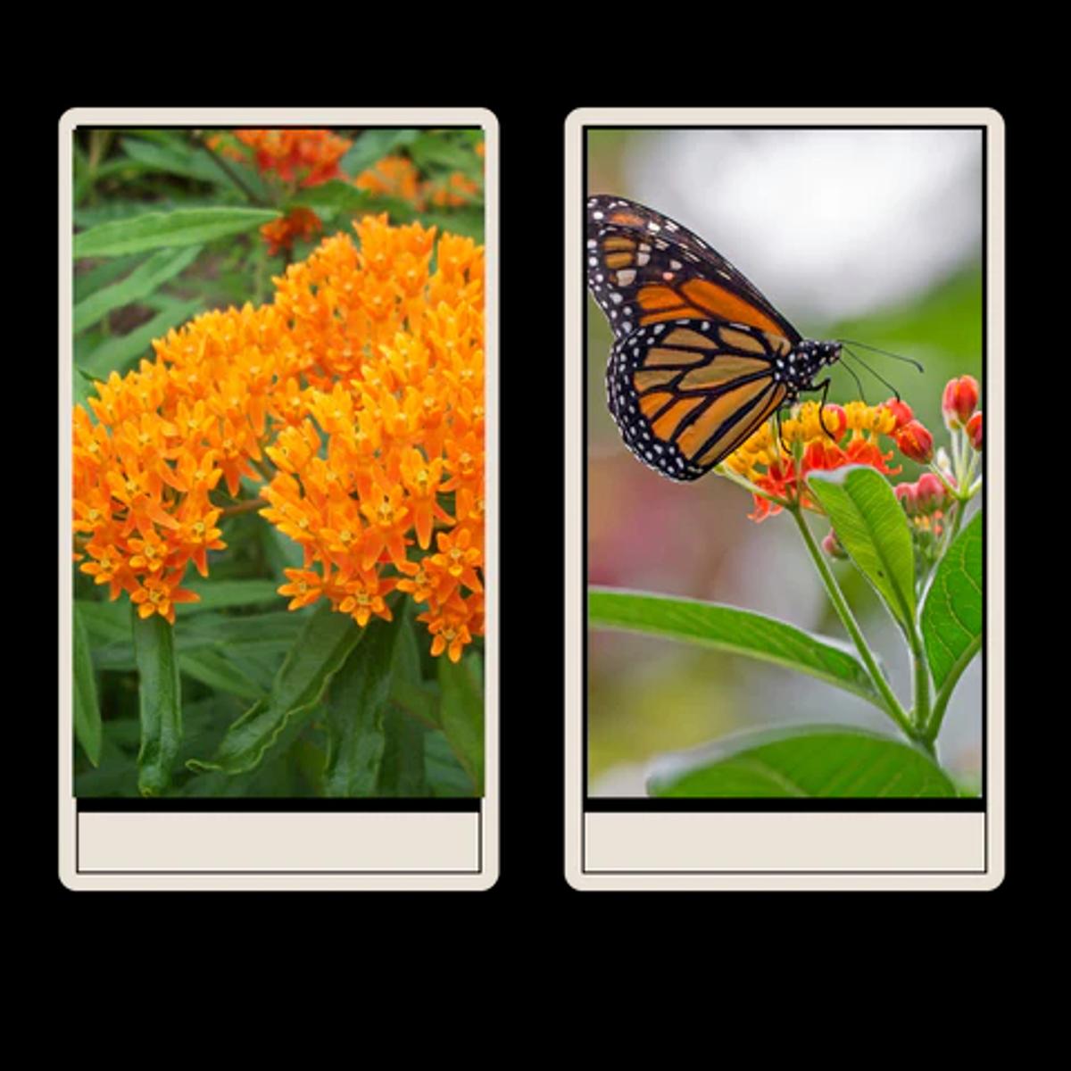native plant cards