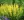 Close-up of American Goldfinch False Indigo