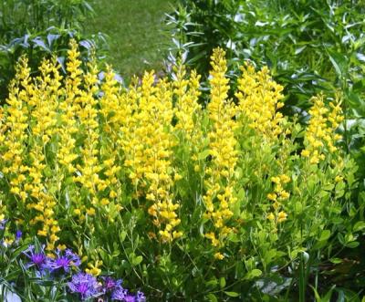 Close-up of American Goldfinch False Indigo