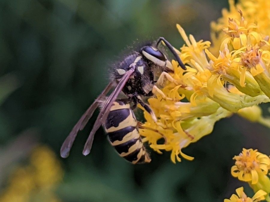 a paper wasp feeding on a goldenrod