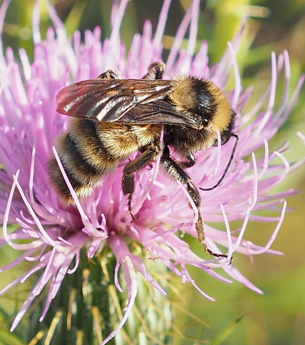 american bumble bee feeding on nectar from purple flower