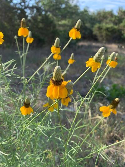 Close-up of Prairie Coneflower