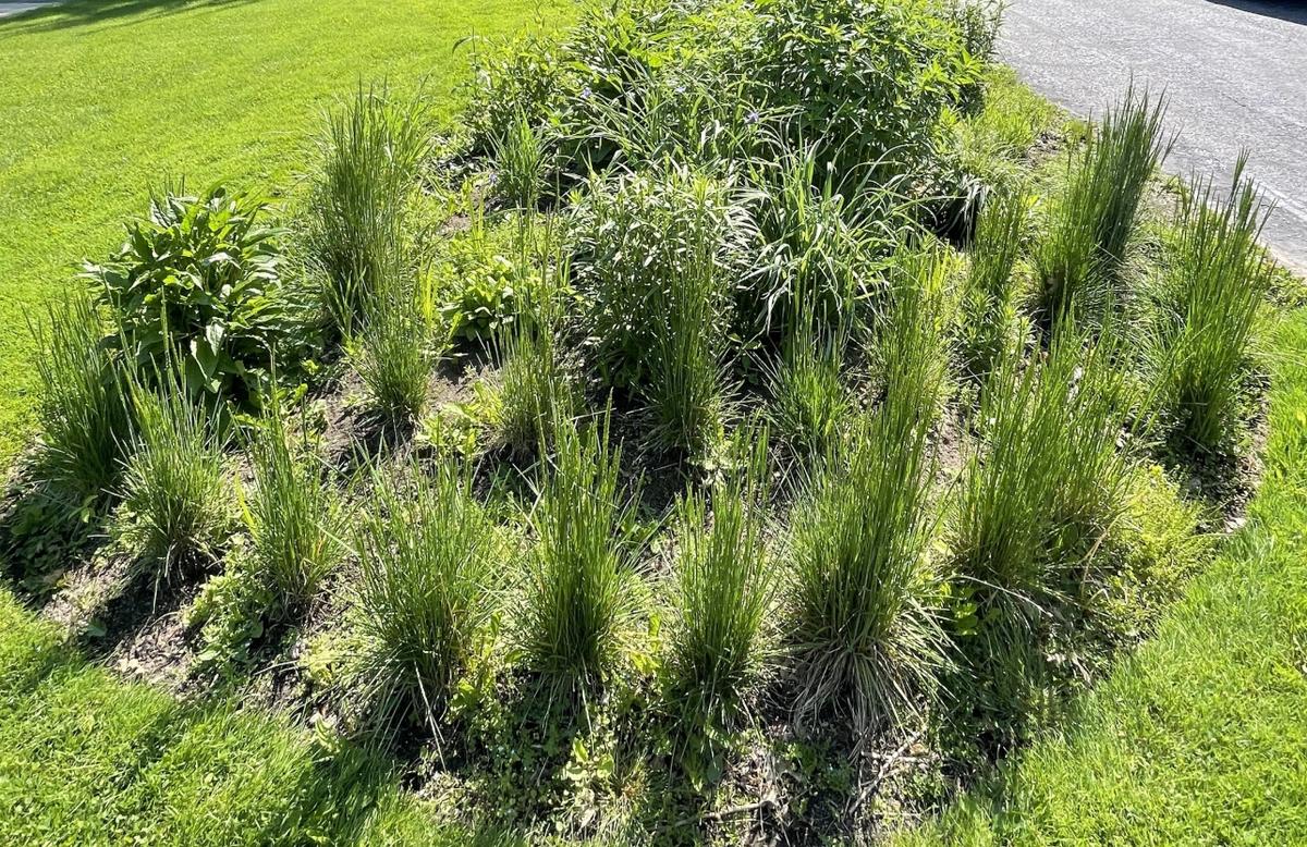 june grass in a native garden