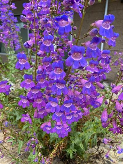Close-up of Showy Penstemon