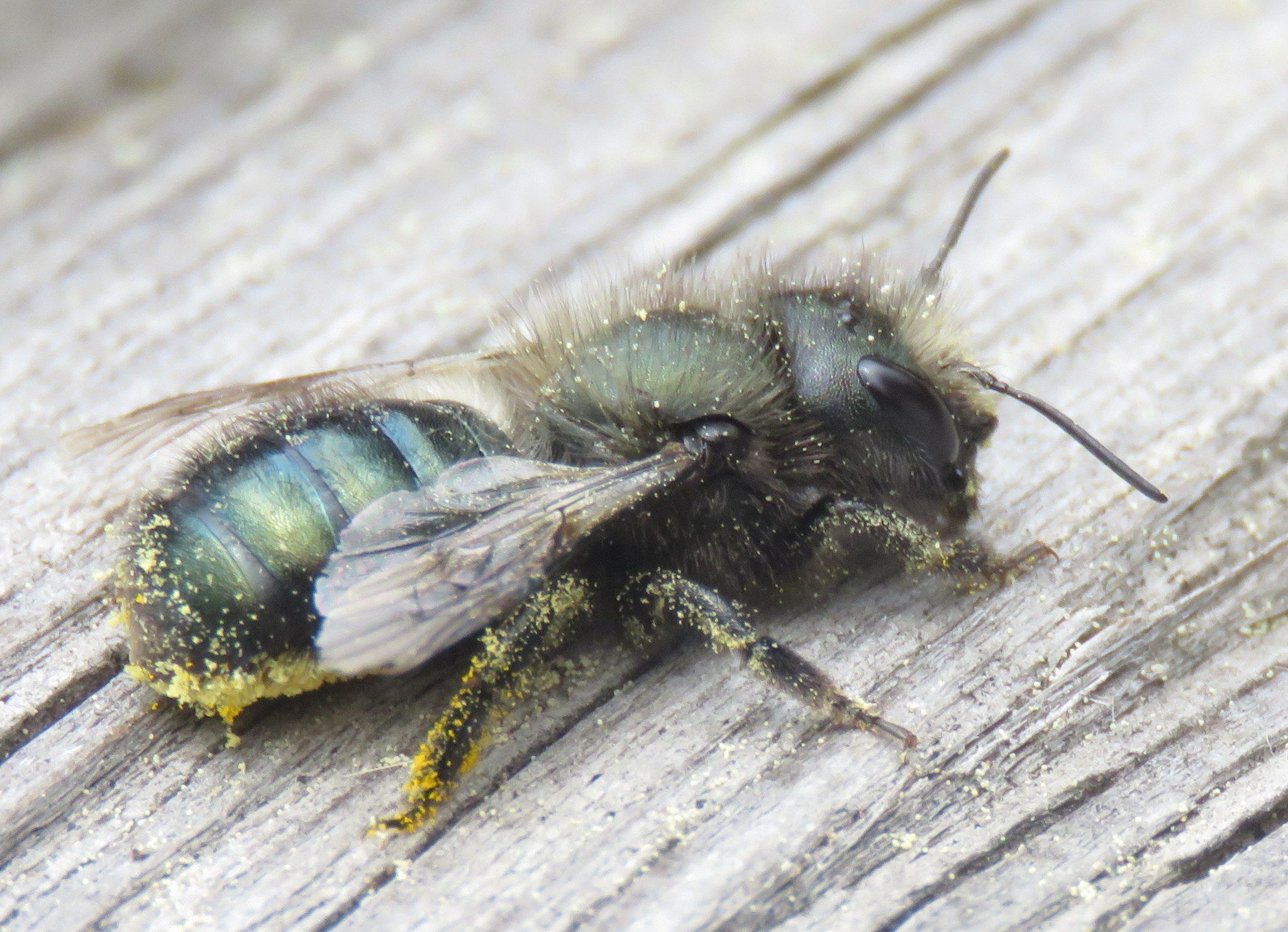a small green mining bee sitting on some wood