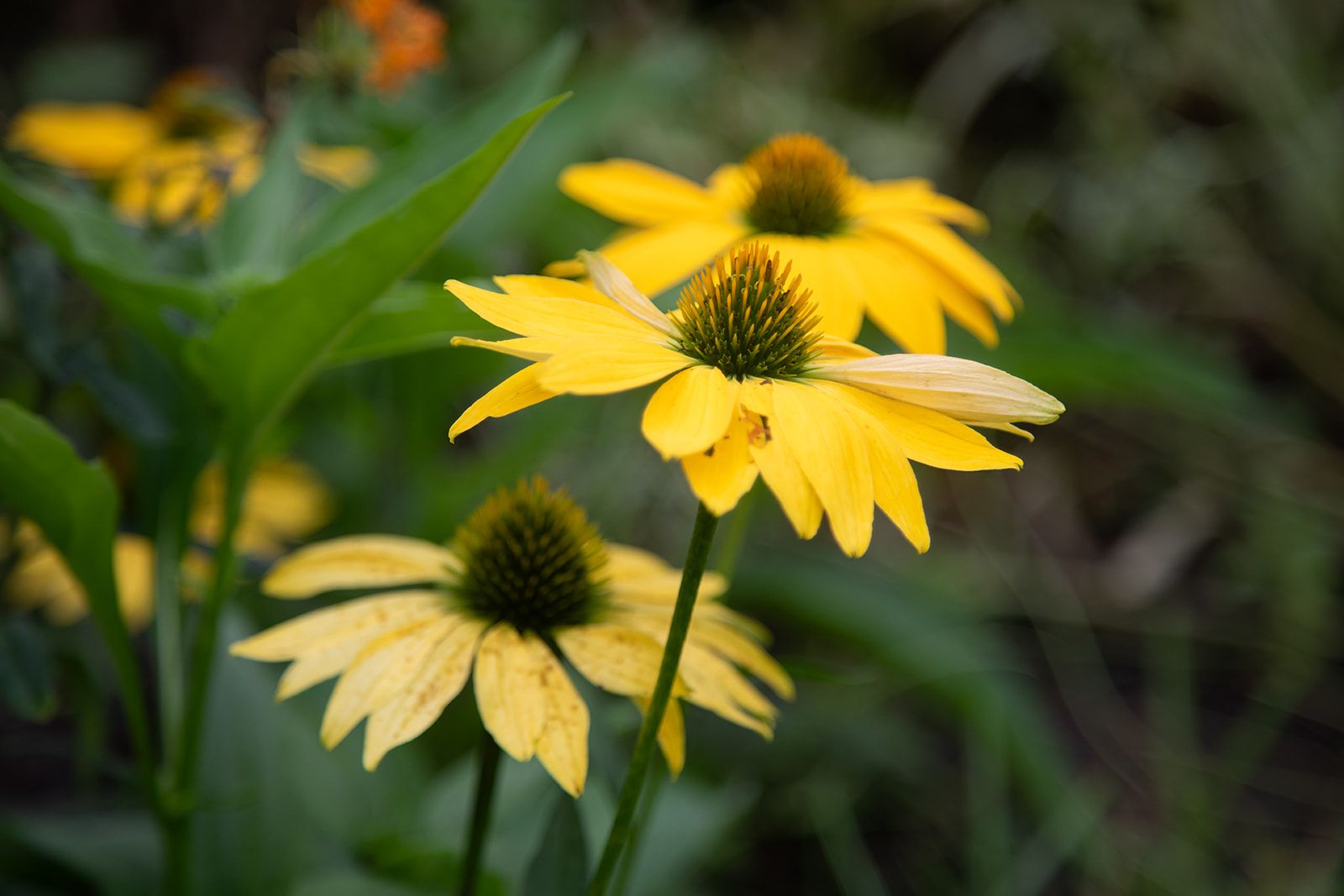Bright yellow flower amongst bright green foliage.