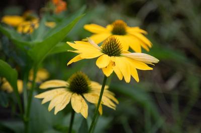 Bright yellow flower amongst bright green foliage.