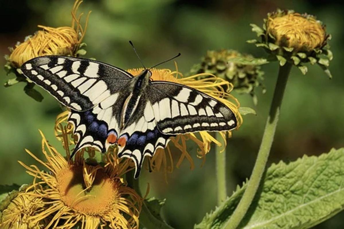 black and white butterfly on yellow flowers
