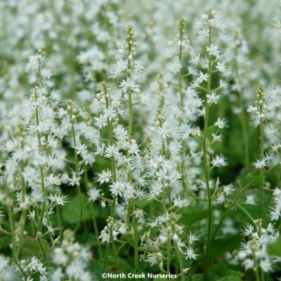 Close-up of Foamflower 'Running Tapestry'