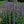 Close-up of Blue Fortune Lavender Hyssop
