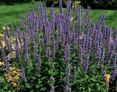 Close-up of Blue Fortune Lavender Hyssop