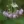 Close-up of Nodding Onion