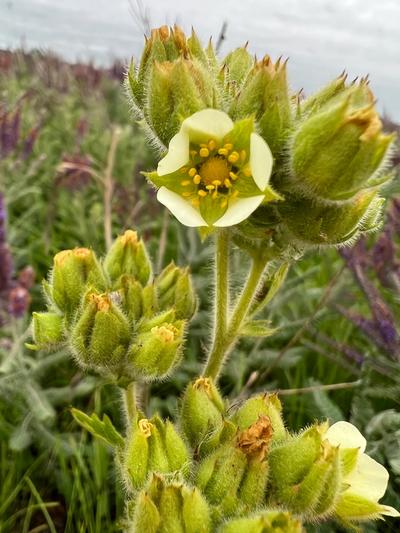 Close-up of Tall Cinquefoil