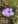 Close-up of Wild Petunia