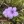 Close-up of Wild Petunia