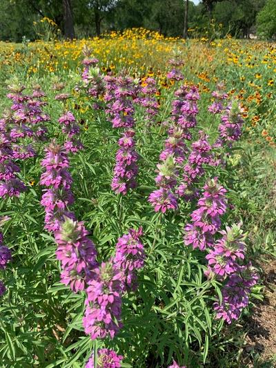 Close-up of Lemon Beebalm