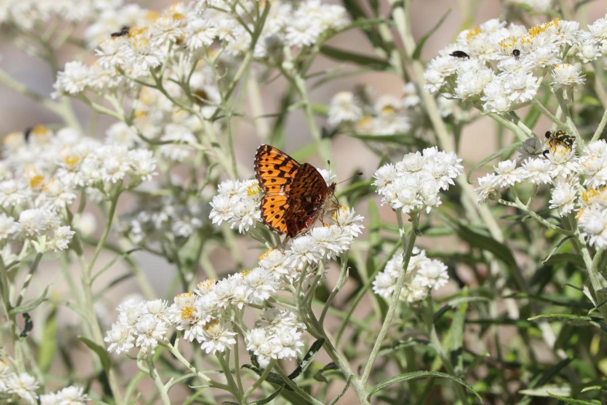 a painted lady butterfly on a colony of prairie everlasting