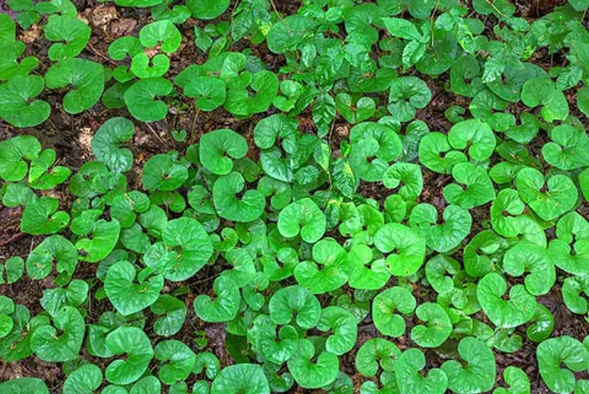 dark green leaves of wild ginger