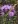 Close-up of Rough Blazing Star