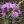 Close-up of Rough Blazing Star