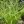 Close-up of Common Fox Sedge