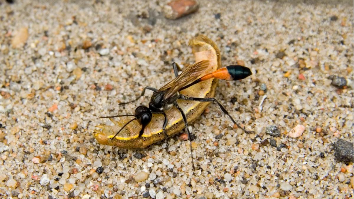 potter wasp with a pest grub