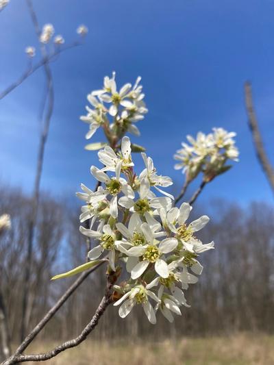 Close-up of Canadian Serviceberry