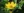 Close-up of Stiff Coreopsis