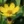 Close-up of Stiff Coreopsis