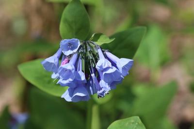 Close-up of Virginia Bluebells
