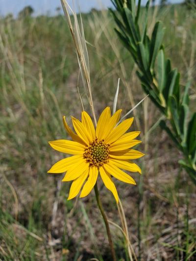 Close-up of Western Sunflower