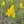Close-up of Missouri Goldenrod