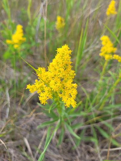 Close-up of Missouri Goldenrod
