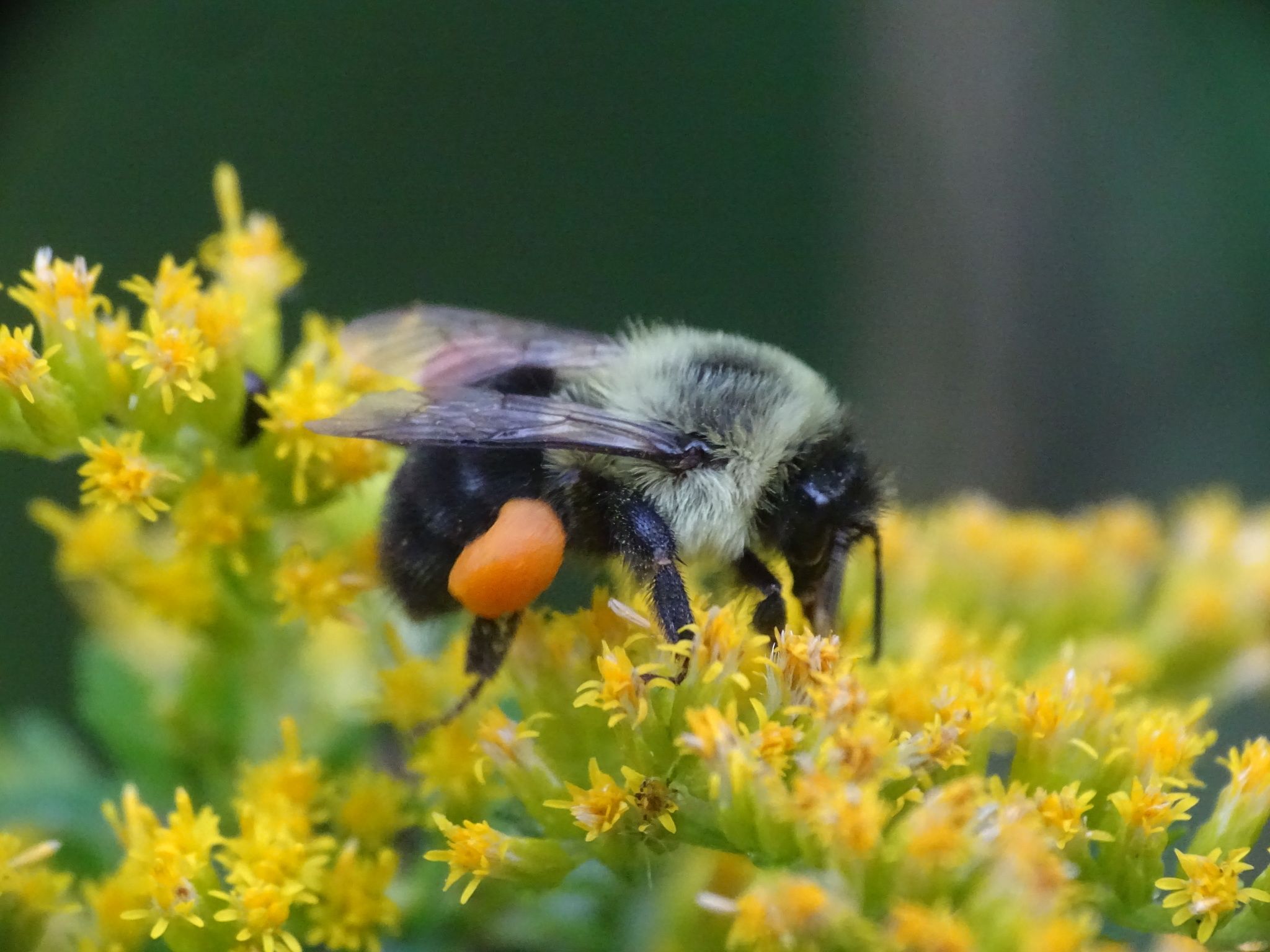 a bumblebee with pollen on its legs