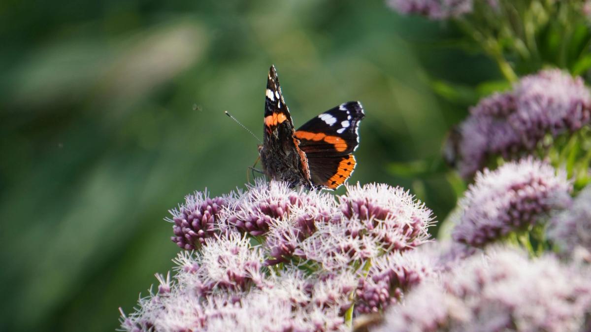 black and orange butterfly on joe pye weed