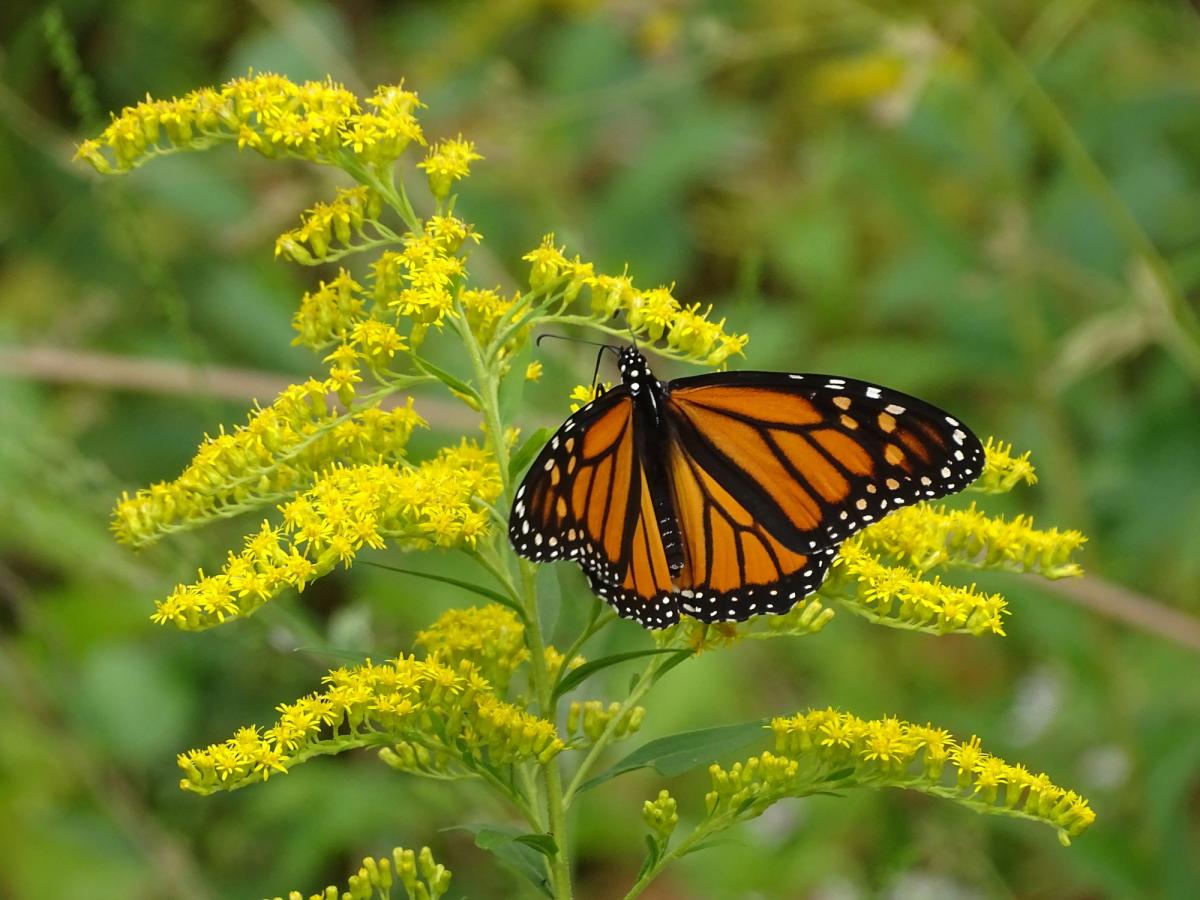 a monarch butterfly feeding from a goldenrod