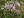 Close-up of Smooth Blue Aster