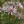 Close-up of Smooth Blue Aster