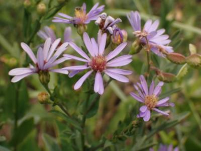 Close-up of Smooth Blue Aster