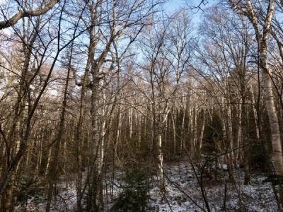 a woodland heavy with paper birch