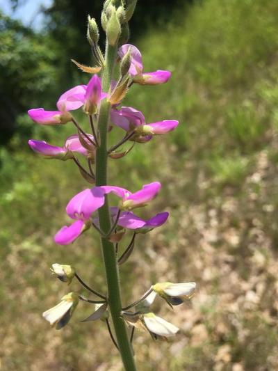 Close-up of Illinois Tick Trefoil