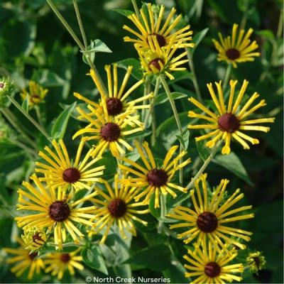 Close-up of Henry Eilers Sweet Coneflower