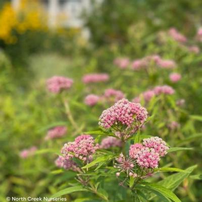 Close-up of Cinderella Swamp Milkweed