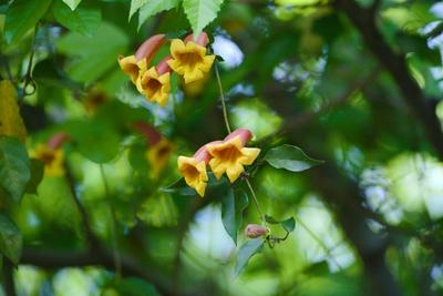 Close-up of Cross Vine